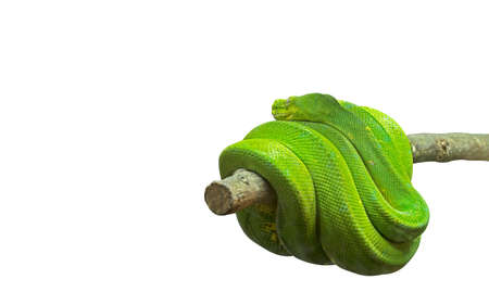 Green Tree Python Coiled Around a Branch Isolated on White Background, Clipping Pathの写真素材