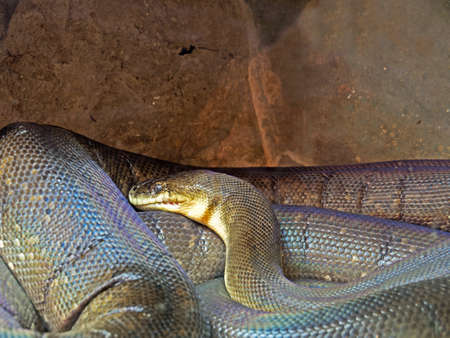 Closeup Macklot's Python or freckled Python in The Cave