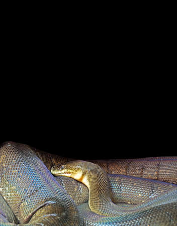 Macklot's Python Isolated on Black Background, Clipping Path