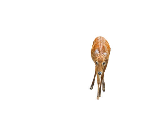Tragelaphus angasii or Nyala Isolated on White Background, Clipping Pathの写真素材