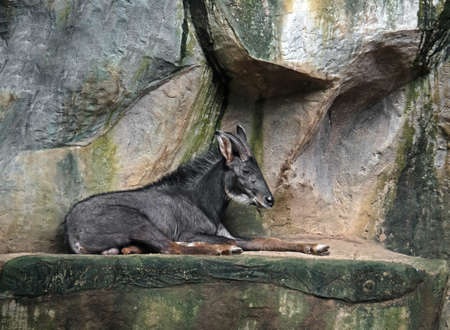 Closeup Sumatran Serow or Southern Serow Lie Down on Cliffの写真素材