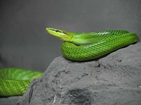 Closeup Red-Tailed Green Ratsnake Coiled on The Rock