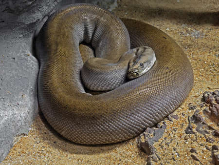 Closeup Patternless Green Burmese Python on Sandの写真素材