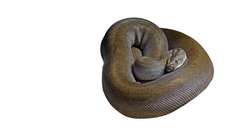 Patternless Green Burmese Python Isolated on White Background, Clipping Pathの写真素材