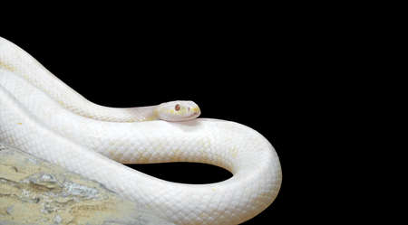 Albino Black Rat Snake Coiled near The Rock Isolated on Black Background, Clipping Pathの写真素材