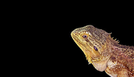 Closeup Bearded Dragon Isolated on Black Backgroundの写真素材