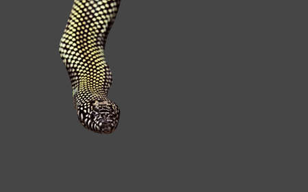 Closeup Desert Kingsnake or Lampropeltis Getula Splendida Isolated on Gray Background, Clipping Path