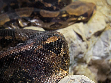 Closeup Boa Constrictor Coiled on The Rockの写真素材