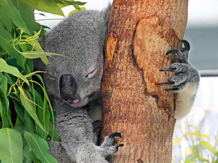 Closeup Cute Koala Sleeping on Eucalyptus Treeの写真素材