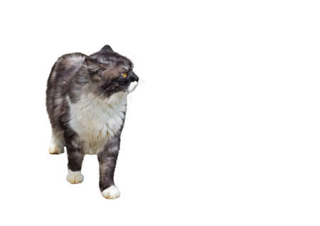 Persian Cat Standing Isolated on White Background, Clipping Pathの写真素材