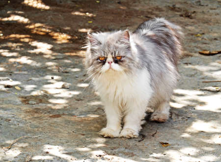 Closeup Persian Cat Standing on Nature Backgroundの写真素材