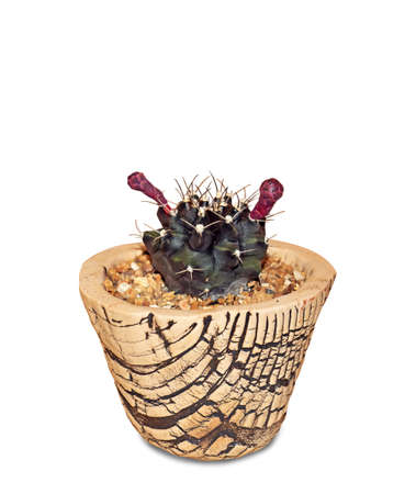 Cactus with Purple Flowers in a Ceramic Flowerpot Isolated on White Background, Clipping Pathの写真素材