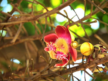 Closeup Cannonball Tree Flower on Nature Backgroundの写真素材