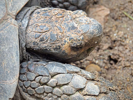 Closeup Detail of Burmese Mountain Tortoise on The Ground