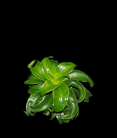 Closeup Dracaena Tree with Twisted Leaves Isolated on Black Background,の写真素材