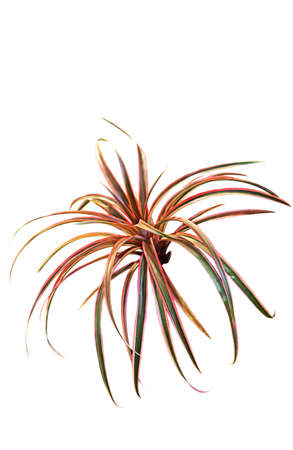 Closeup Colorful Tillandsia Isolated on White Background, Clipping Pathの写真素材