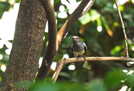 Closeup Female Oriental Magpie-Robin on Branch in The Jungle