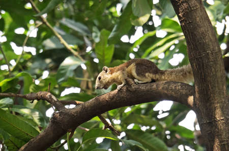 Closeup Wild Squirrel on Branch Isolated on Nature Background