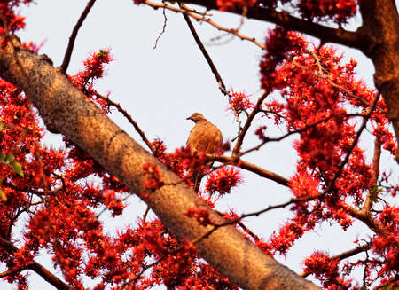 Spotted Dove on Branch of Monkey Flower Tree Isolated on Skyの写真素材