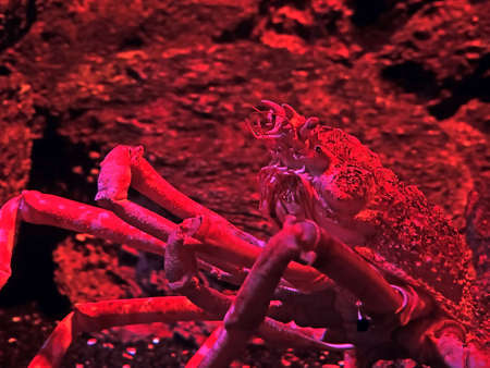 Closeup Japanese Spider Crab with Coral in Red Light Isolated on Nature Backgroundの写真素材