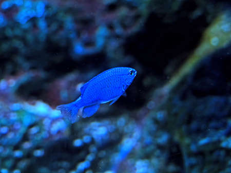 Closeup Blue Sea Fish Isolated on Blurred Coral Reef Backgroundの写真素材