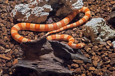 Closeup Corn Snake Coiled on Nature Backgroundの写真素材