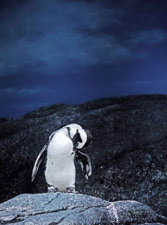 Closeup Magellanic Penguin Stand on a Rock Isolated on Nature Backgroundの写真素材