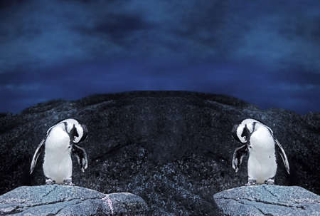 Closeup Dual Magellanic Penguins Stand on a Rock Isolated on Nature Backgroundの写真素材