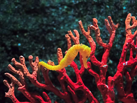 Closeup Half-spined Seahorse or Hippocampus Semispinosus Swim Underwaterの写真素材