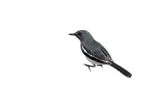 Closeup Oriental Magpie Robin or Copsychus Saularis Isolated on White Background, Clipping Pathの写真素材