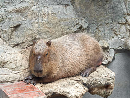 Closeup Capybara Lie Down on The Groundの写真素材