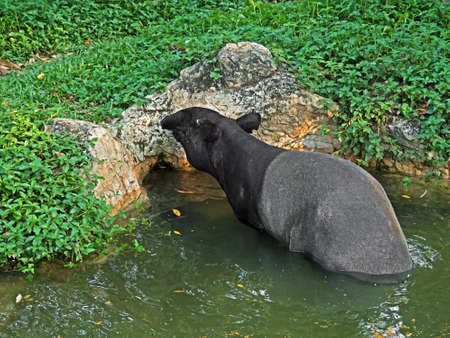 Closeup Tapir in The Pond on The Natureの写真素材