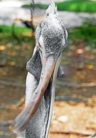 Closeup Handicapped Spot-Billed Pelican Has a Twisted Mouth Isolated on Nature Backgroundの写真素材