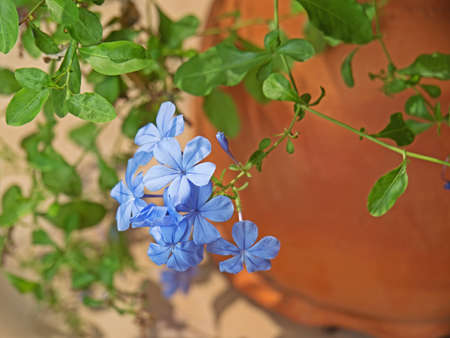 Closeup Cape Leadwort or Plumbago Auriculata Isolated on Nature Backgroundの写真素材