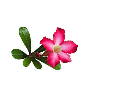 Closeup Plumeria Flower with Buds and Green Leaves Isolated on White Background, Clipping Pathの写真素材