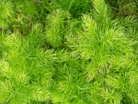 Closeup Asparagus Densiflorus Sprengeri or Sprengeri Asparagus Fern