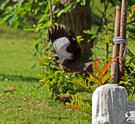 Closeup Mynah Bird Jumping in The Air Isolated on Nature Backgroundの写真素材