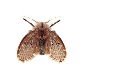 Macro Photography of Moth Fly Isolated on White Background with Spaceの写真素材