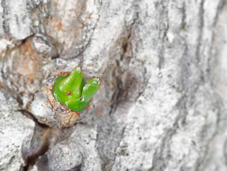 Closeup Green Bud on Dried Tree, Picture Concept