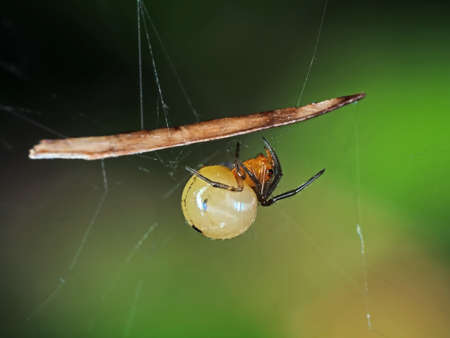 Closeup Pregnant Orange Spider on Web Isolated on Blurry Backgroundの写真素材