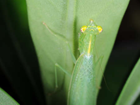Closeup Head of Praying Mantis on Green Leaf