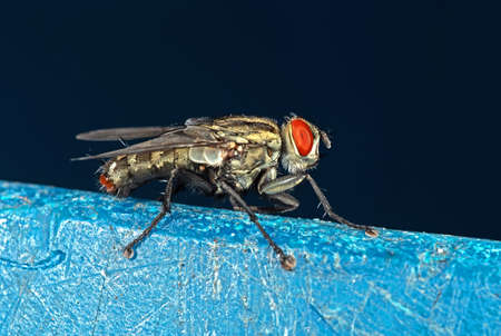 Macro Photography of House Fly Isolated on Backgroundの写真素材
