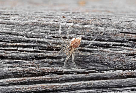 Closeup Little Brown Spider Isolated on Wooden Backgroundの写真素材