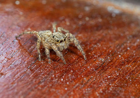 Macro Photography of Jumping Spider Isolated Wooden on Backgroundの写真素材