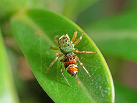 Macro Photography of Colorful Jumping Spider on Green Leaf