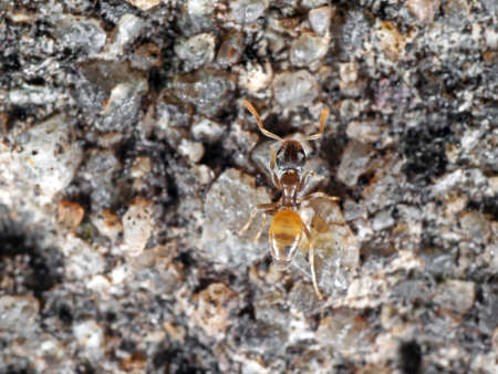 Macro Photography of Tiny Ants Climbing on The Rock