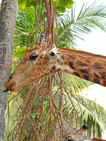 Closeup Funny Giraffe Face Sticking Out Tongue Isolated on Nature Backgroundの写真素材