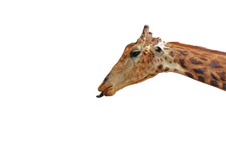 Closeup Funny Giraffe Face Sticking Out Tongue Isolated on White Background with Clipping Pathの写真素材