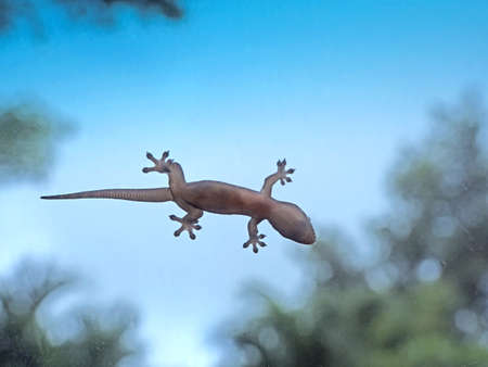Closeup Under View of Common House Gecko on Windshield Isolated on Nature Backgroundの写真素材