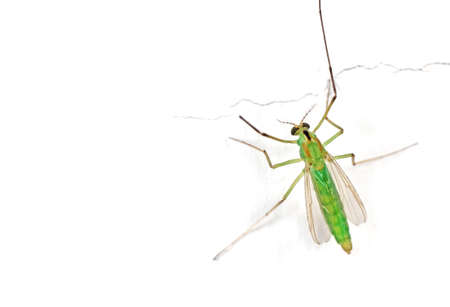Macro Photography of Green Crane Fly on White Wall with Space